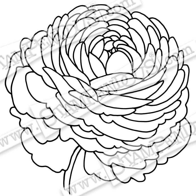Stampendous - W206 Single Ranunculus
