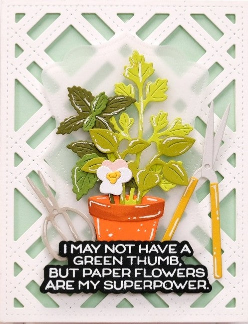 Waffle Flower - Pot and Plants die - 422488